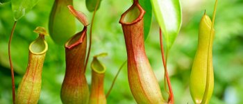 Nepenthes gracilis, la pianta carnivora che 