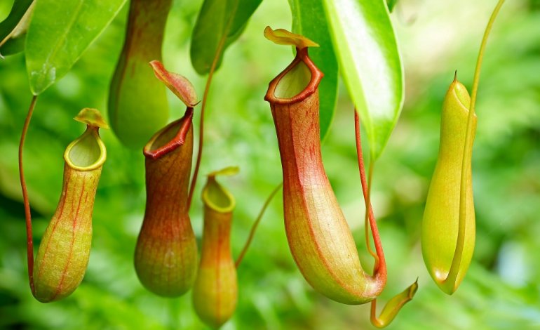 Nepenthes gracilis, la pianta carnivora che “usa” la pioggia