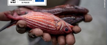 Fish Forward: il mare al centro della giornata mondiale dell'alimentazione