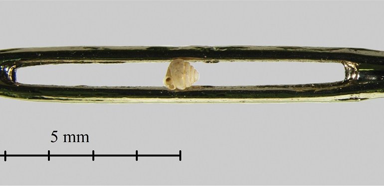 Scoperte le chiocciole di terra più piccole del mondo