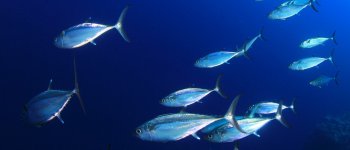 Greenpeace stila la classifica delle scatolette di tonno più sostenibili