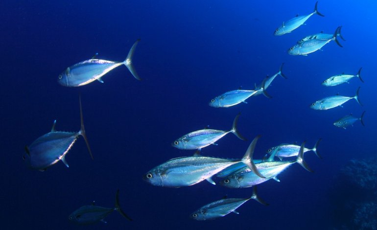 Greenpeace stila la classifica delle scatolette di tonno più sostenibili