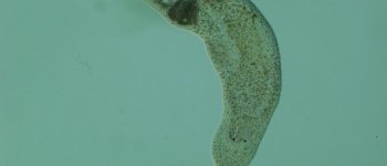 Il verme di Lignano, l'invertebrato in grado di rigenerarsi
