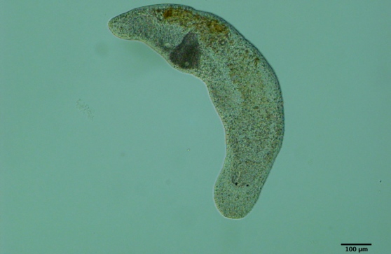 Il verme di Lignano, l’invertebrato in grado di rigenerarsi