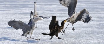 Come aiutare - e anche immortalare - gli uccelli acquatici durante l'inverno