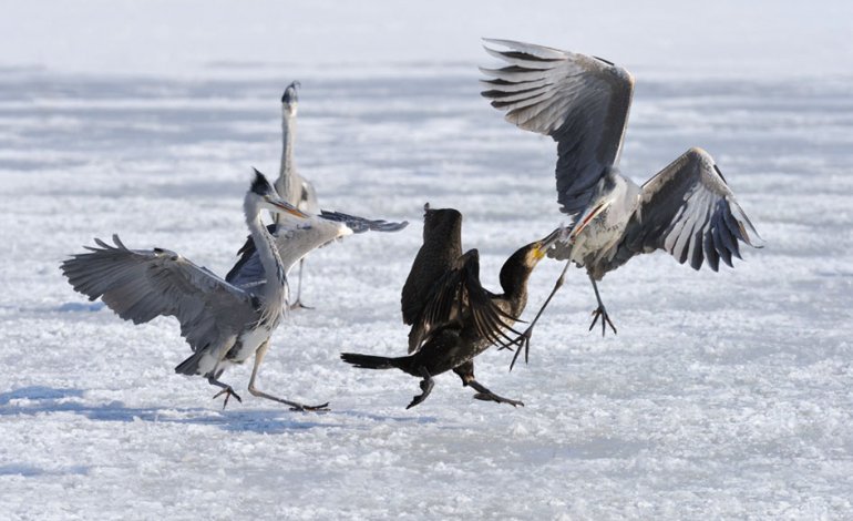 Come aiutare – e anche immortalare – gli uccelli acquatici durante l’inverno