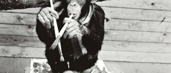 L'incredibile storia di Pierre Brassau, scimpanzé d’avanguardia
