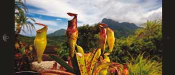 Nepenthes pervillei, la pianta carnivora delle Seychelles