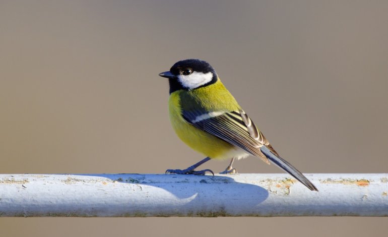 Gli uccelli più curiosi? Sono le cinciallegre