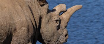 E' morta Nola, era una dei quattro individui di rinoceronte bianco rimasti