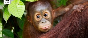 Sottratti al commercio illegale: oranghi finalmente liberi