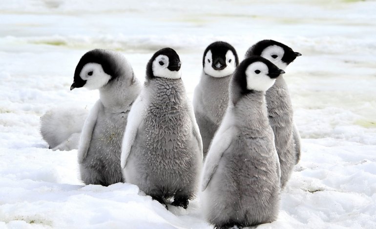 I pinguini salveranno gli aerei