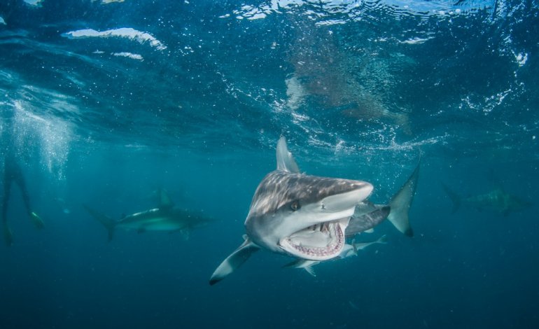 Gli squali diventeranno meno bravi a cacciare
