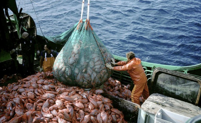 Campagna del WWF contro l’eccesso di pesca