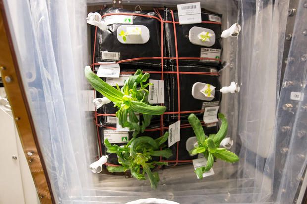 Pianticelle di zinnia crescono nella Stazione Spaziale ISS