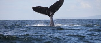 Il Giappone non ci ripensa: al via la caccia alla balena