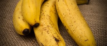 Un fungo mette a rischio la sopravvivenza delle banane