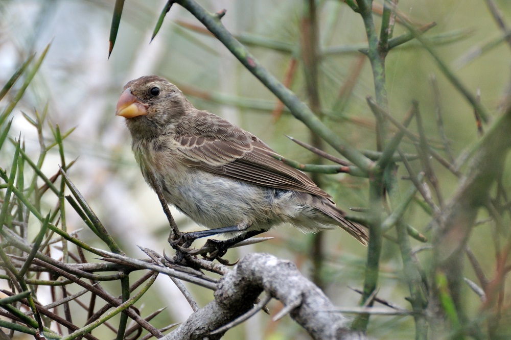 Un'infezione minaccia i fringuelli di Darwin