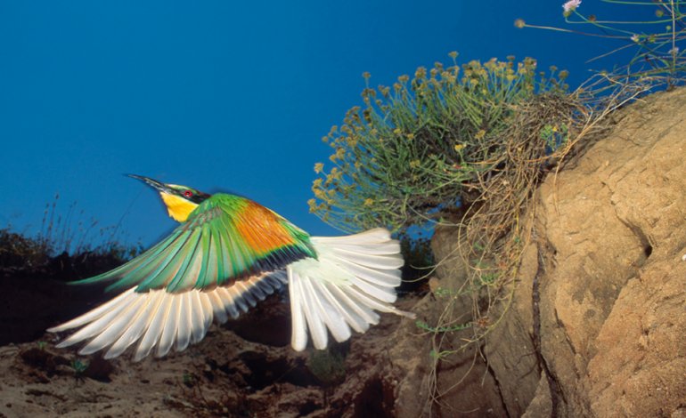 Il volo del gruccione
