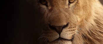 Nuove protezioni per i leoni