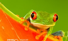 La rana dagli occhi rossi del Costa Rica: luci e sfondi