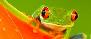 La rana dagli occhi rossi del Costa Rica: luci e sfondi