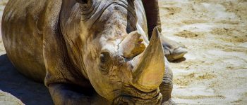 L'ultimo tentativo di salvare il rinoceronte di Sumatra