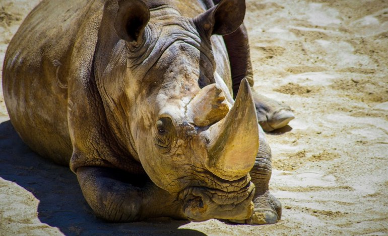 L’ultimo tentativo di salvare il rinoceronte di Sumatra