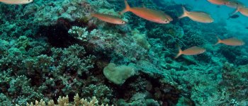 WiseOceans e Four Seasons Resort Seychelles uniti per i coralli