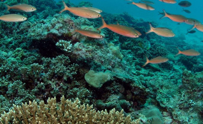 WiseOceans e Four Seasons Resort Seychelles uniti per i coralli
