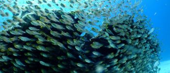 L'anidride carbonica fa perdere i pesci