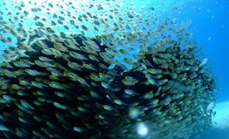 L’anidride carbonica fa perdere i pesci