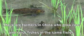 A curare il riso ora ci pensano i pesci