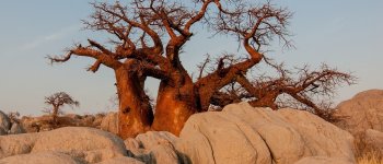 Il baobab, l'albero bottiglia