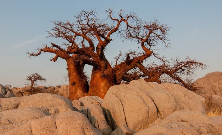 Il baobab, l’albero bottiglia