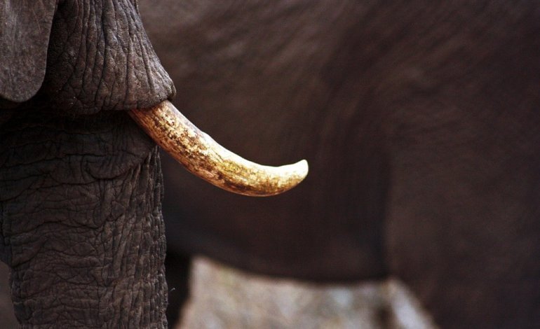 Allarme bracconaggio: ogni giorno uccisi 70 elefanti