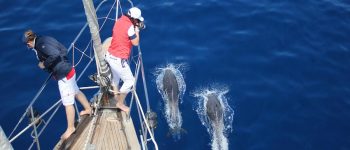 Cetacei a rischio per l’ inquinamento acustico