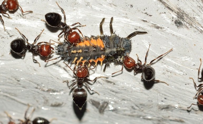Possiamo cambiare il ruolo sociale delle formiche