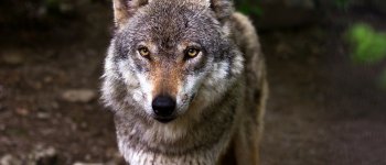 In tre anni uccisi 115 lupi