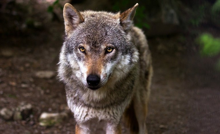 In tre anni uccisi 115 lupi