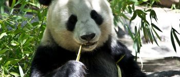 Dalla Cina passi avanti per la tutela dell'habitat del panda