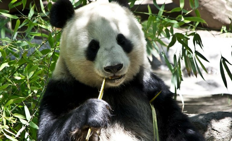 Dalla Cina passi avanti per la tutela dell’habitat del panda