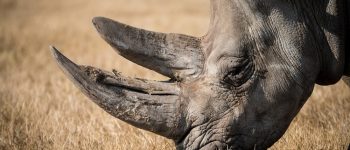 Cala il numero di rinoceronti uccisi