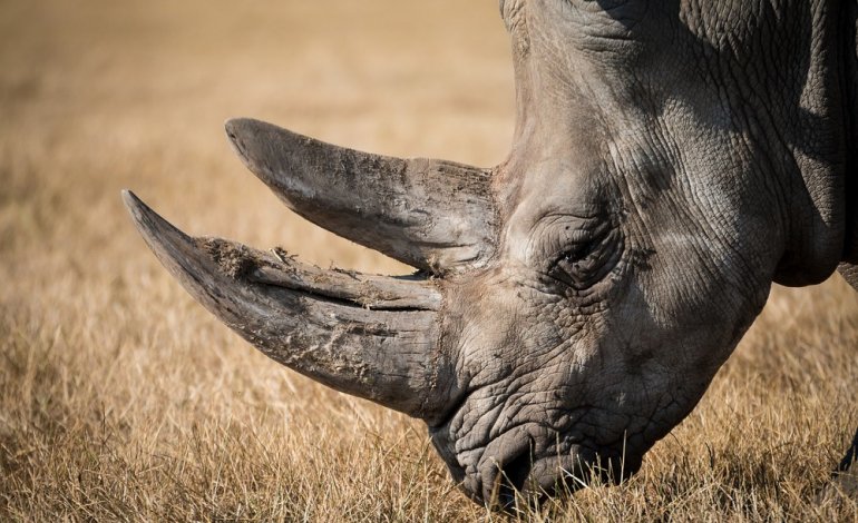Cala il numero di rinoceronti uccisi