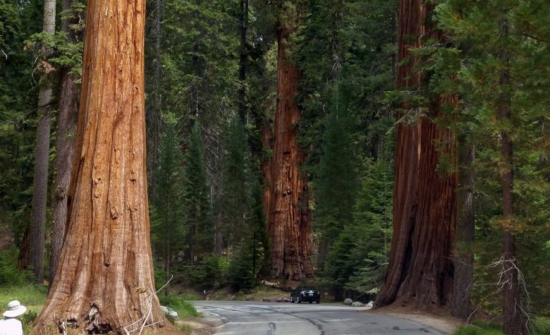 In California alberi minacciati dalla siccità