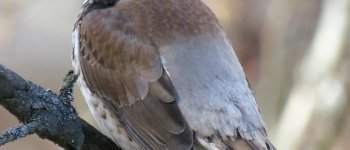 Caccia irregolare chiusa in anticipo per tre specie di uccelli