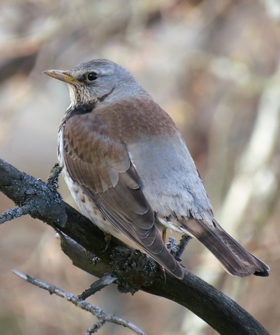 Caccia irregolare chiusa in anticipo per