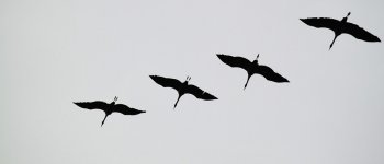 Chimica e GPS spiegano le migrazioni degli uccelli