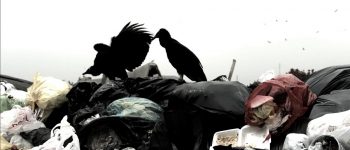 Avvoltoi detective a caccia di rifiuti