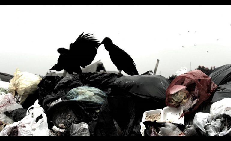 Avvoltoi detective a caccia di rifiuti